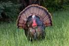 Male wild turkey in full breeding display Great Smoky Mountains-National Park-Tennessee Art Print